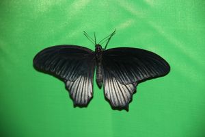 Выставка тропических бабочек в Великих Луках