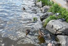 Прогноз погоды на 8 августа в Великих Луках