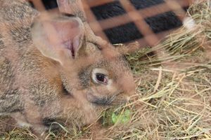 В Великих Луках проходит Весенняя ярмарка (ФОТО)