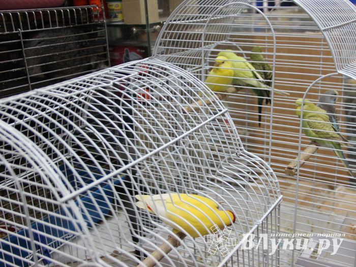 «Zooбастики»: подарите праздник своим любимцам! (ФОТО+ВИДЕО)