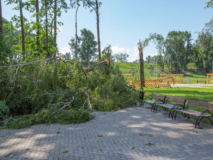 Небезразличные великолучане помогают убрать город после урагана (ФОТО)