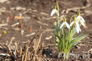 Весенний день