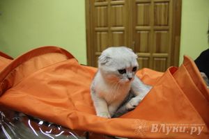 В Великих Луках прошла выставка кошек (фото)