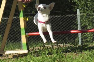 В Великих Луках прошли спортивные соревнования среди собаководов (ФОТО)