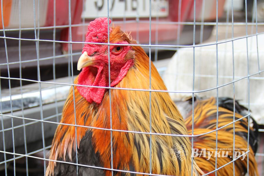 В Великих Луках проходит Весенняя ярмарка (ФОТО)