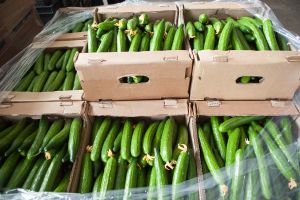 Андрей Турчак попробовал новый урожай огурцов (фото)