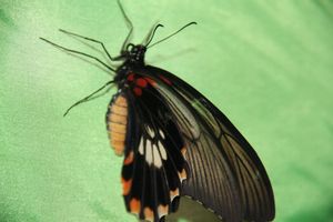 Выставка тропических бабочек в Великих Луках