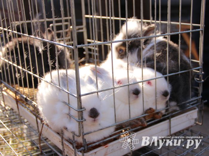 Торговая ярмарка «Осень-2016» прошла в Великих Луках (ФОТО)