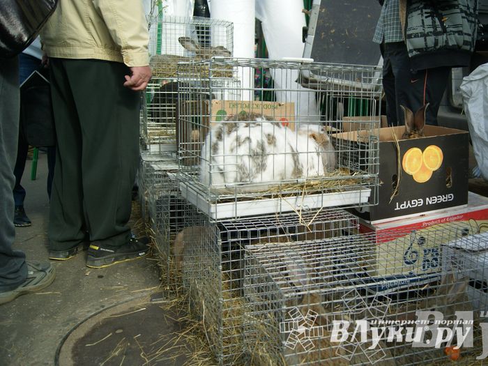 Весенняя ярмарка 2013 прошла в Великих Луках