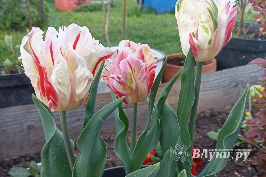 © ВЛуки.ру