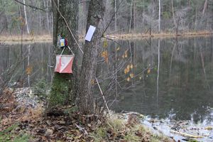«Великолукский Марафон-2014» прошел в Сенчитском бору (фото)