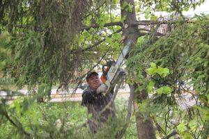 На площади Калинина убирают лишние деревья (ФОТО)