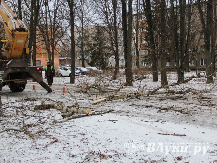 На проспекте Гагарина идет формовка деревьев (ФОТО)