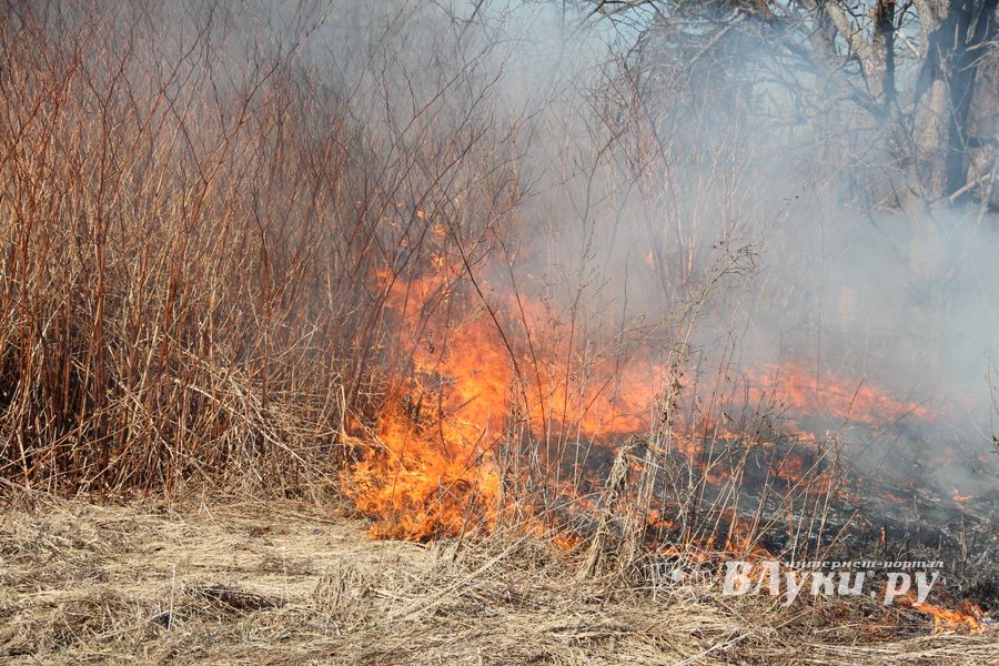 Почти 60 палов травы тушили пожарные Псковской области