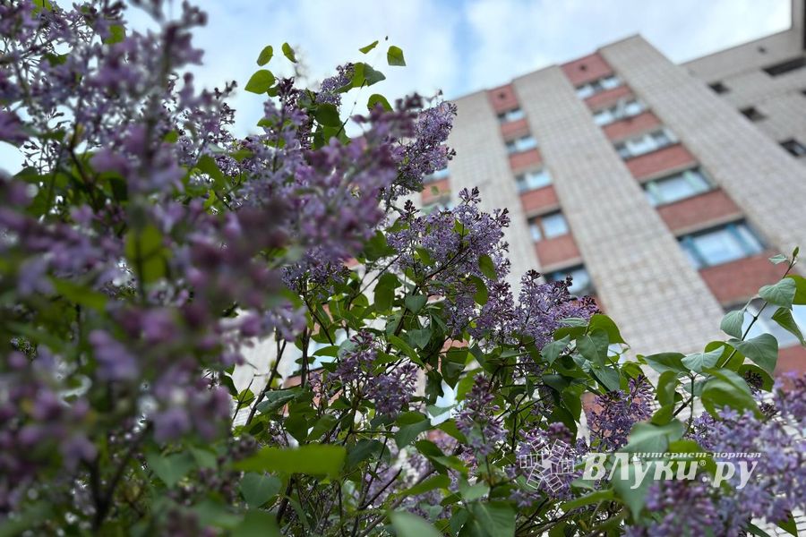 ВЛуки.ру