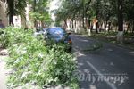 В Великих Луках на БМВ упало дерево (ФОТО)