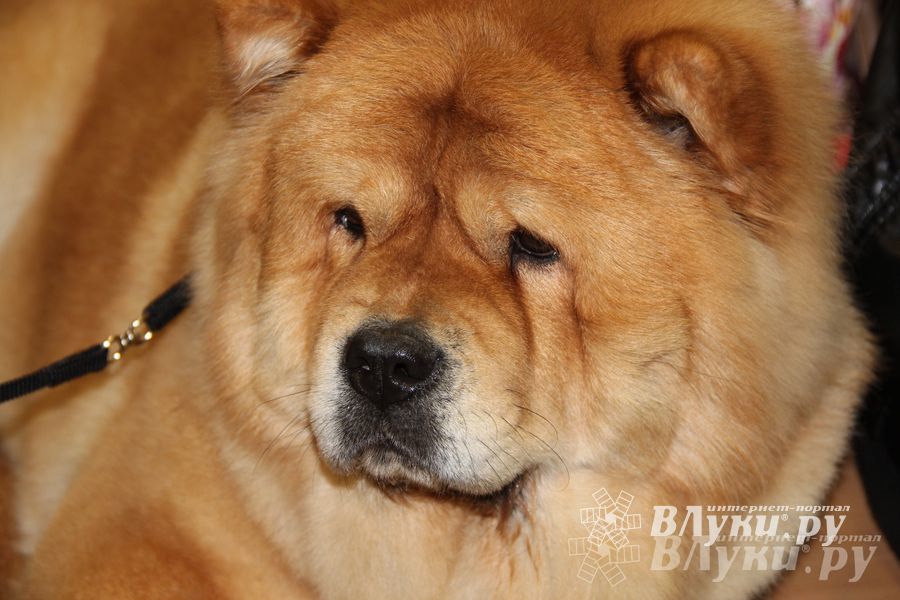 Всероссийская выставка собак в Великих Луках (фото)