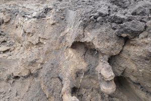 Поисковики подняли 15 солдат РККА в Локнянском районе (ФОТО)