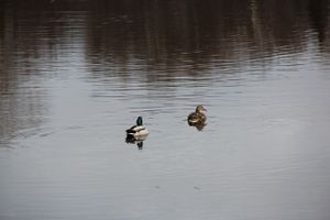 ©ВЛуки.ру