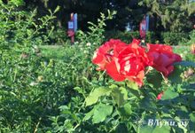 Прогноз погоды в Великих Луках на 8 июля