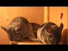 Перец-Рапид: Выставка-зоопарк в городском парке культуры и отдыха