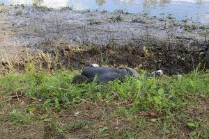 ​В Великих Луках обнаружили тело мужчины, который утонул 21 августа (ФОТО)