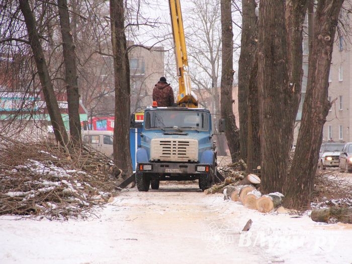 Одни ещё обрезают, а другие уже жалуются губернатору (ФОТО)