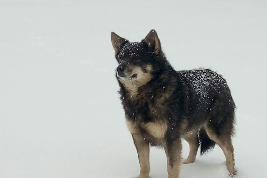 Усвятский Хатико ждёт своих хозяев на «Ниве» (ФОТО)