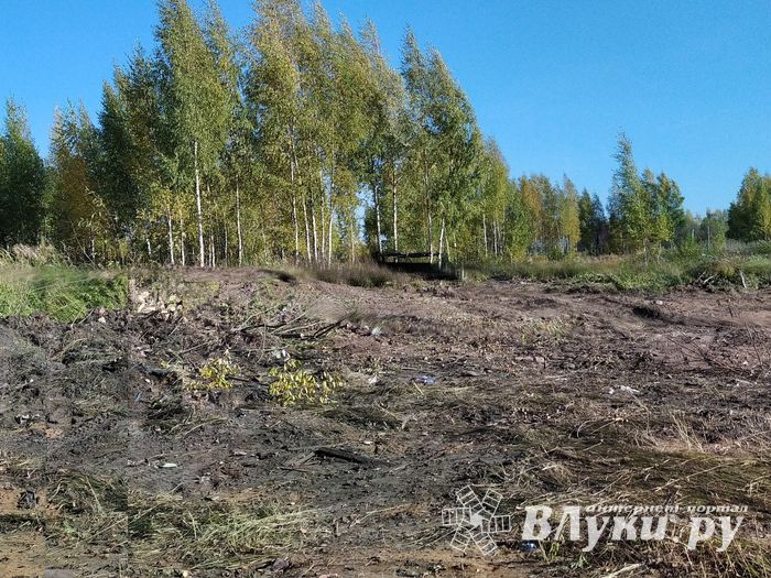 Будет ли здесь «город-сад» (ФОТО)