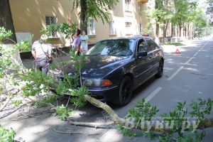 В Великих Луках на БМВ упало дерево (ФОТО)