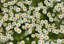 В Псковской области на следующей неделе будет «частично летняя погода»