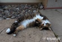 Сегодня великолучанам обещают переменную облачность