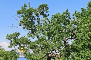 Стартовало голосование за Главное дерево страны (0+)