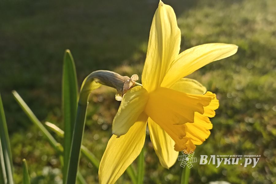 © ВЛуки.ру