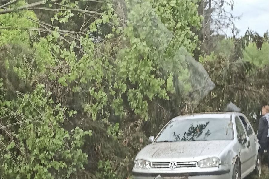 Дерево перекрыло проезд автомобилей в зелёной зоне (ФОТО)