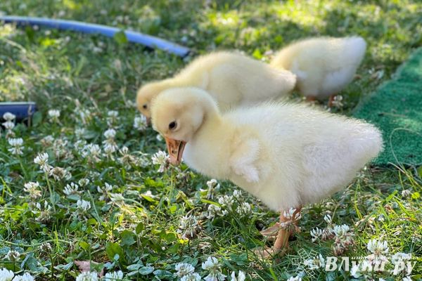 К Псковской области приближается высокопатогенный грипп птиц
