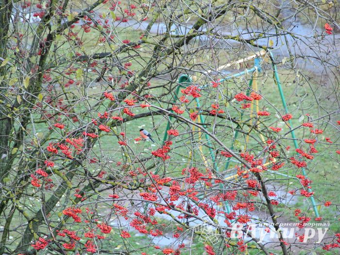 Зима в Великих Луках будет суровой (ФОТО)