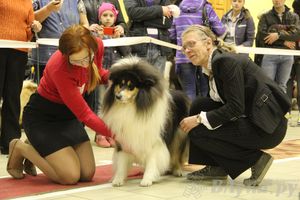 Всероссийская выставка собак «Великие Луки — 2014»