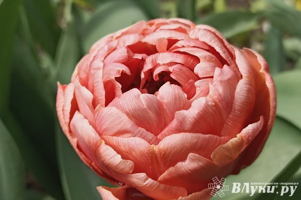 Сегодня великолучанам обещают кратковременные дожди