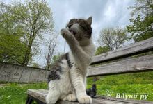 Прогноз погоды в Великих Луках на 1 мая