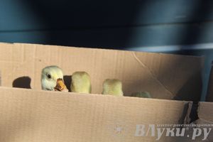 Традиционная весенняя ярмарка прошла в Великих Луках