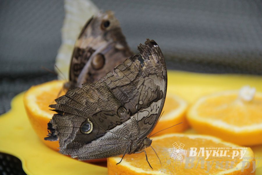 Обзор выставок Краеведческого музея