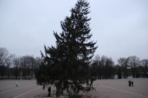 Необычное украшение сняли с главной ёлки Великих Лук (ФОТО)