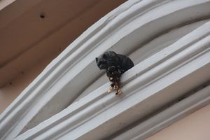 В Великих Луках появился чёрный кот (ФОТО)