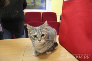 В Великих Луках прошла выставка кошек (фото)