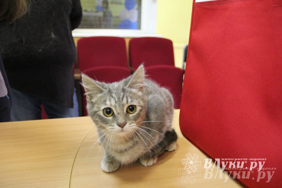 В Великих Луках прошла выставка кошек (фото)