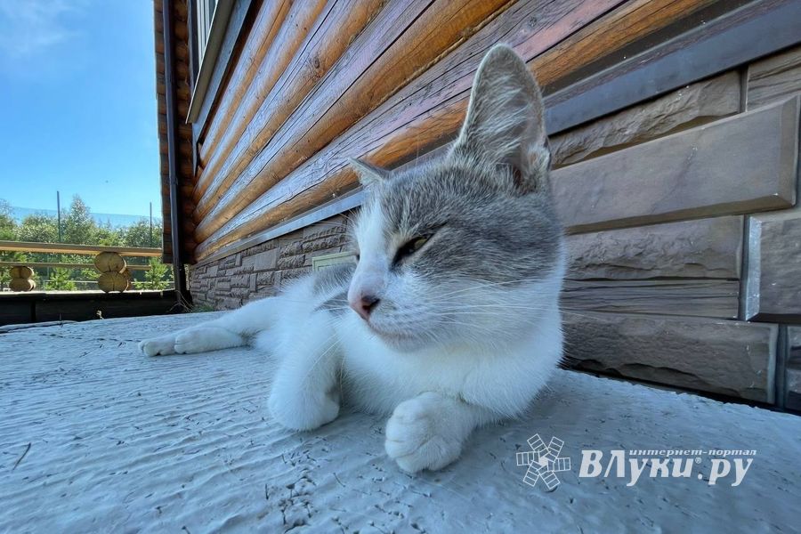 ВЛуки.ру