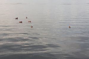 © ВЛуки.ру