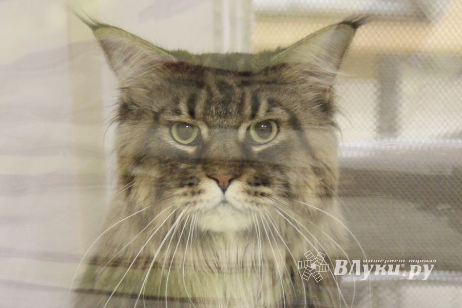 В Великих Луках прошла выставка кошек (фото)