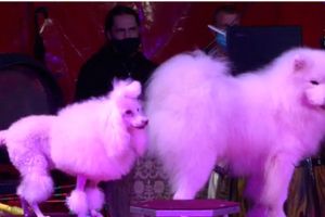 Выступающий в Великих Луках цирк назвал обвинения в свой адрес беспочвенными (ФОТО; ВИДЕО)